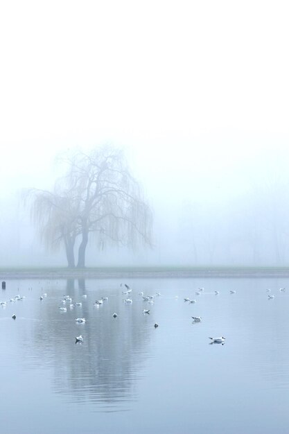 Birds in lake during winter