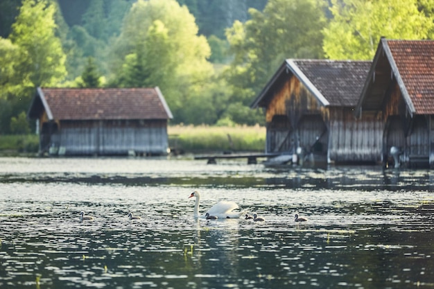 Photo birds in a lake