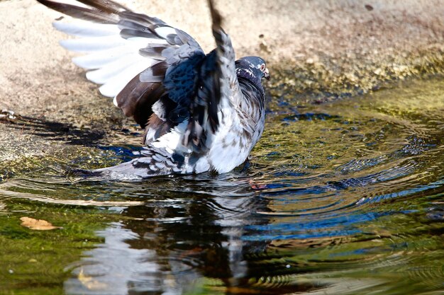 Foto uccelli in un lago