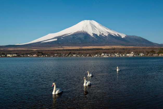 Birds in a lake