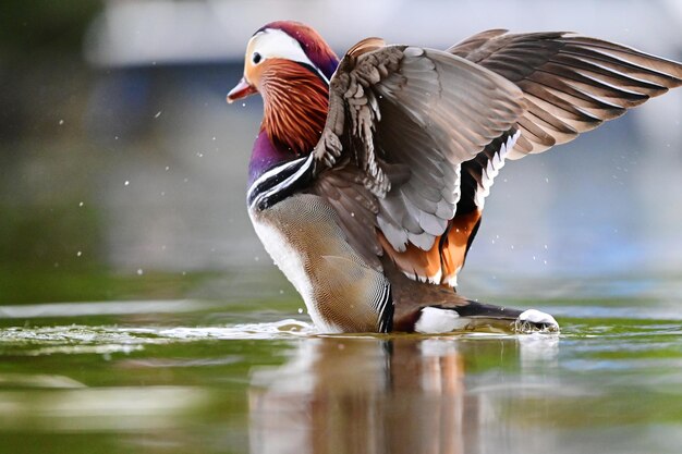 Photo birds in a lake