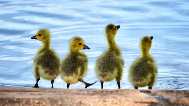 Birds in a lake