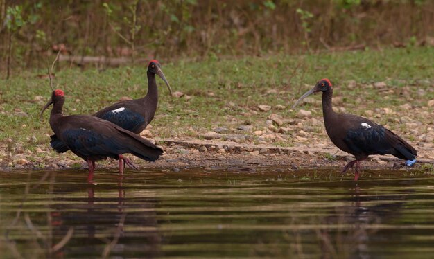 Foto uccelli su un lago