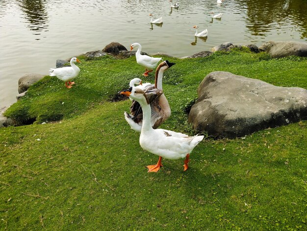 Birds on a lake