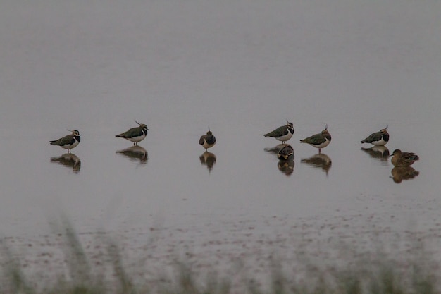 Photo birds in a lake