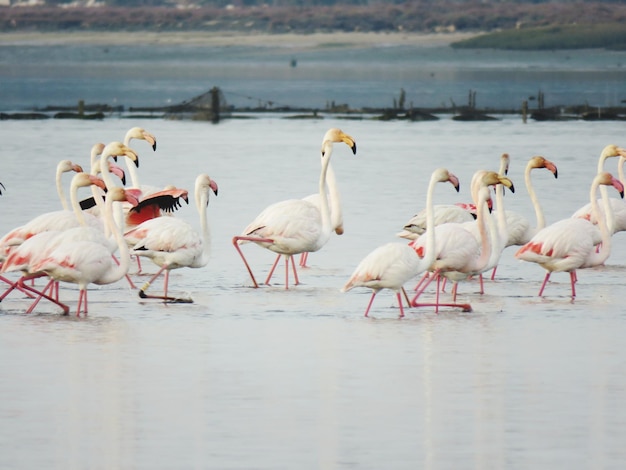 Birds in lake