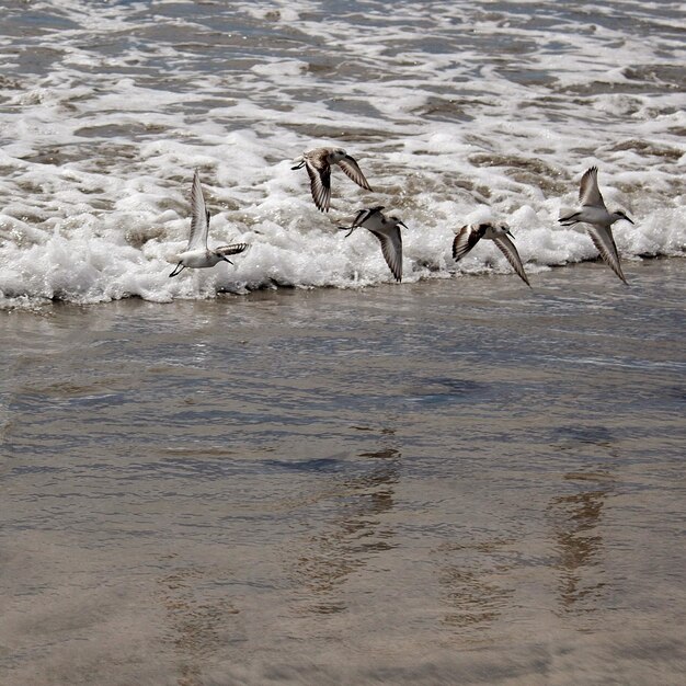 Photo birds in a lake