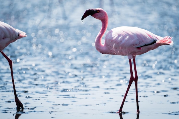 湖の上の鳥