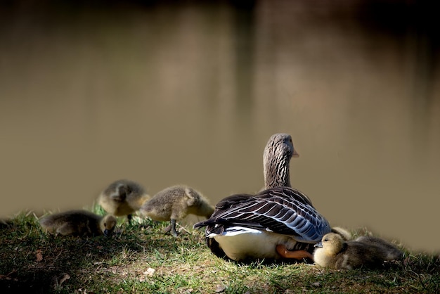湖の鳥たち