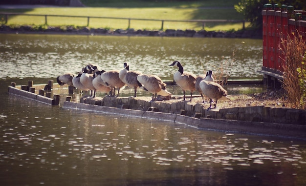 Photo birds in lake