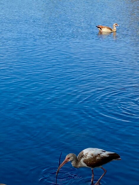 Birds in lake