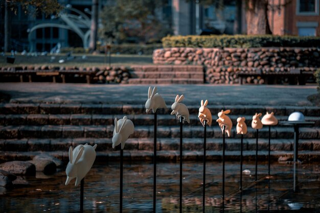 Photo birds in lake