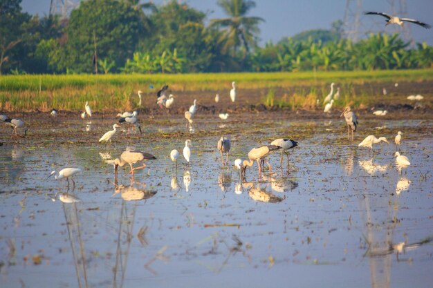 Birds in lake