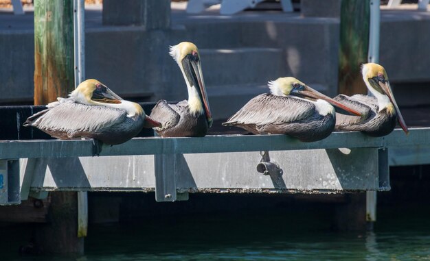 Birds in lake