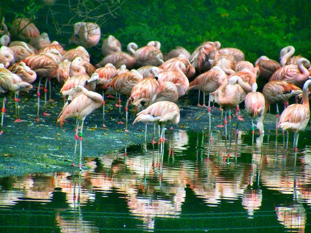 湖の鳥たち