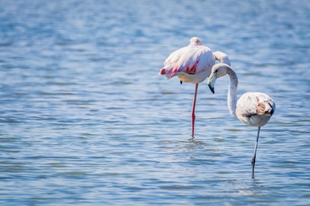 Birds on a lake