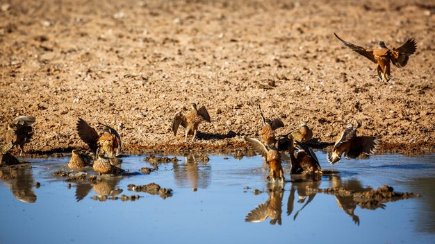 Photo birds in lake