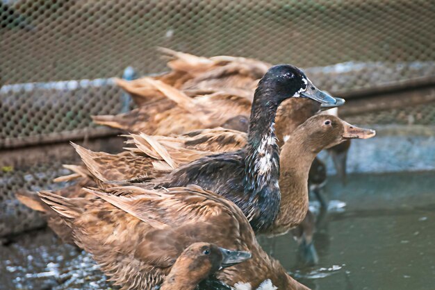 湖の鳥たち