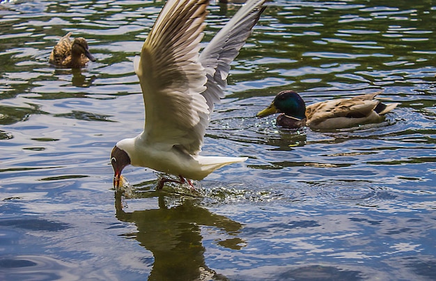 Photo birds in lake