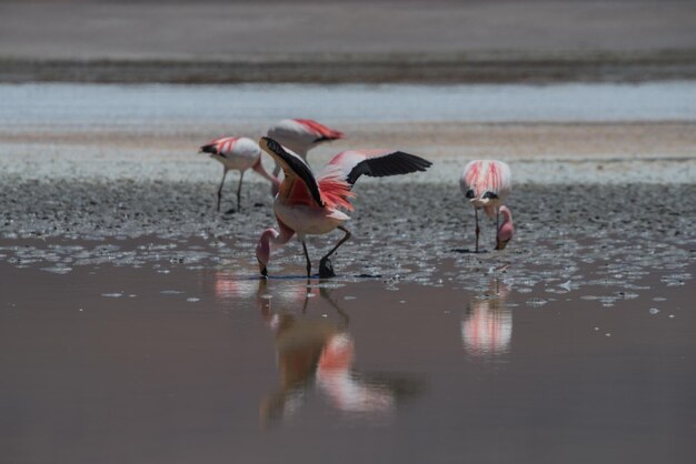 Photo birds on lake