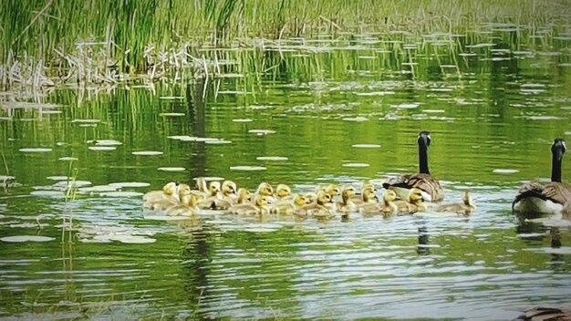 Foto uccelli nel lago