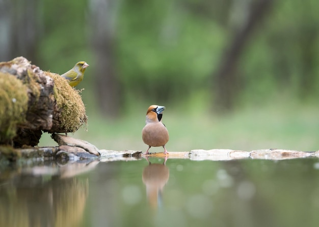 湖辺の鳥たち