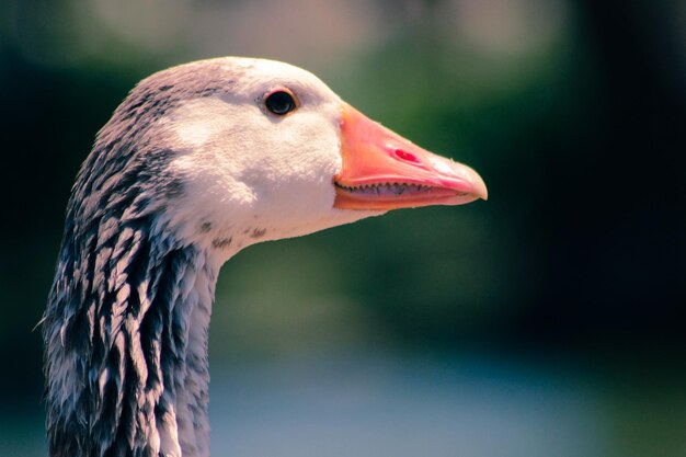 Birds living in the wild ducks and swans