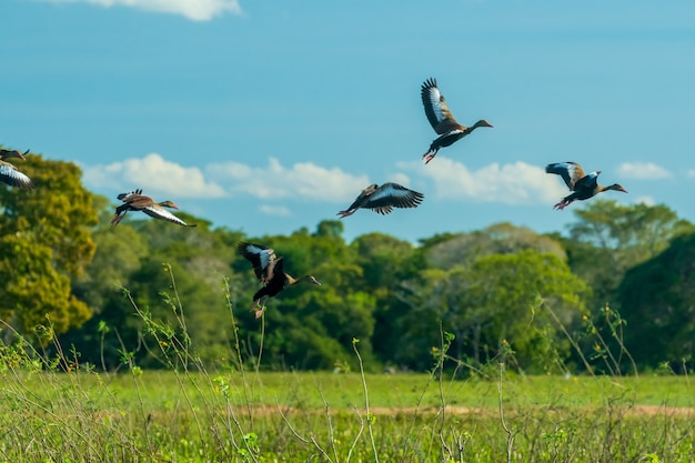 Uccelli nella zona umida del mato grosso pocone mato grosso brasile