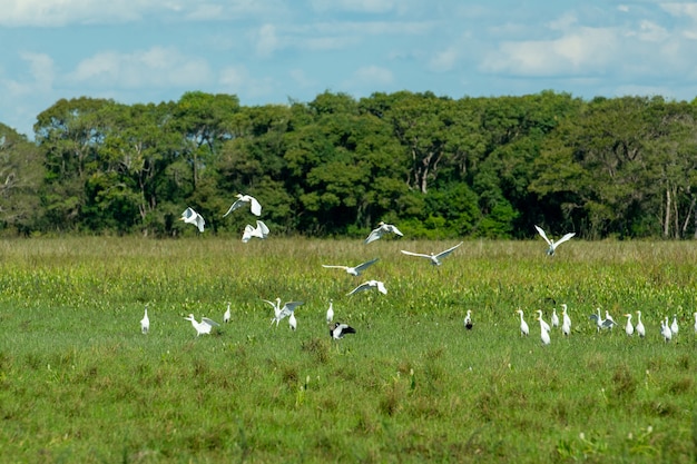 Mato Grosso 습지의 새들 Pocone Mato Grosso Brazil