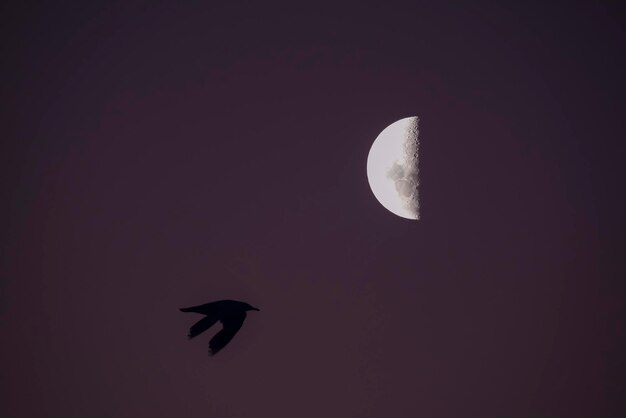 Foto uccelli e paesaggio lunare
