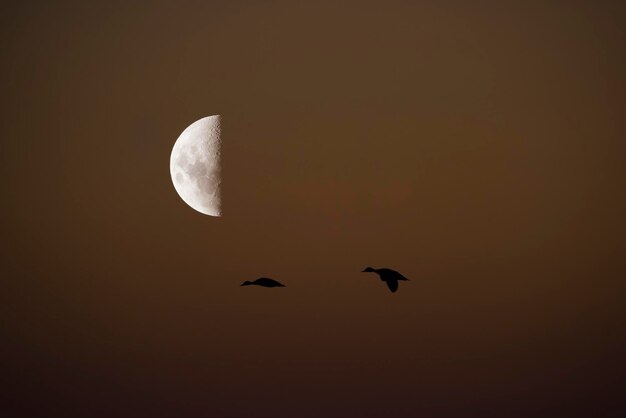 Birds and moon landscape