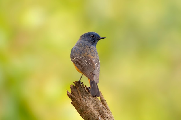 자연의 새, 푸른 정면 Redstart (Phoenicurus frontalis)