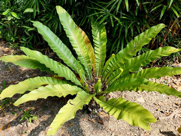 Birds nest fern in the garden