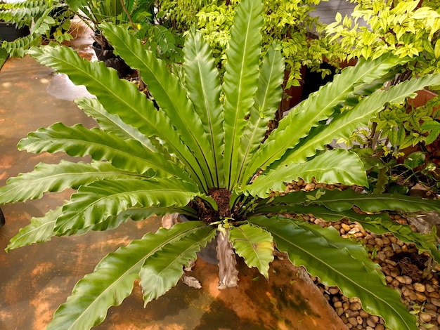 Birds nest fern in the garden