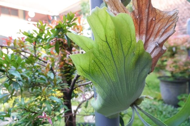 Photo birds nest fern staghorn fern in garden