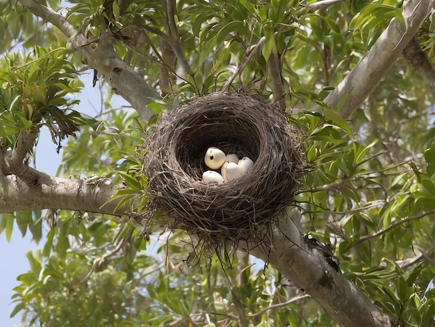 写真 パームの木に鳥が巣を作る