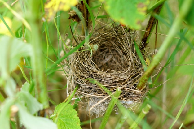 写真 枝の上の鳥の巣 古い鳥の巣は 草や枝の残骸で作られています 選択的な焦点