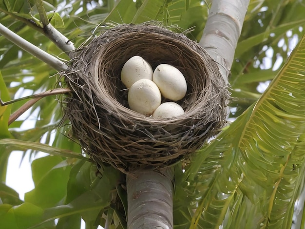 パームの木に鳥が巣を作る
