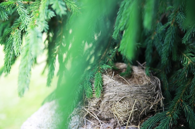 Birds nest with offspring in early summer Eggs and chicks of a small bird Starling Feeds the chicks