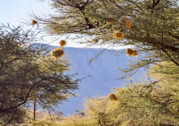 Photo birds nests in namibia