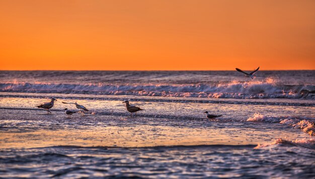 Birds on the oceanfront. Atlantic Ocean coastline near New York in the area of Rockaway Park