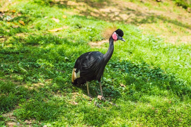 Birds of uganda de grijze kroonkraanvogel