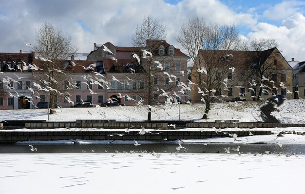 Birds over the old city