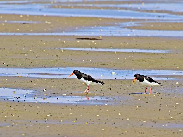 写真 ビーチの鳥