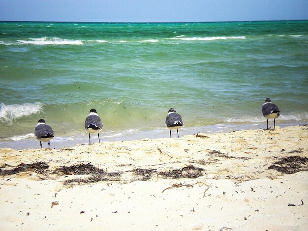 写真 浜辺の鳥たち