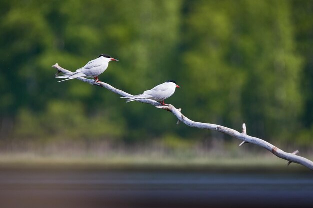 写真 枝の上の鳥