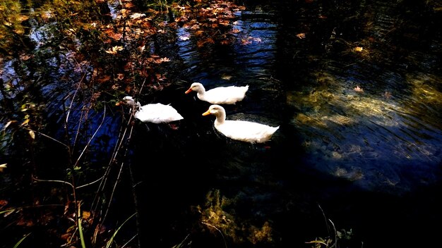 写真 静かな湖の鳥たち