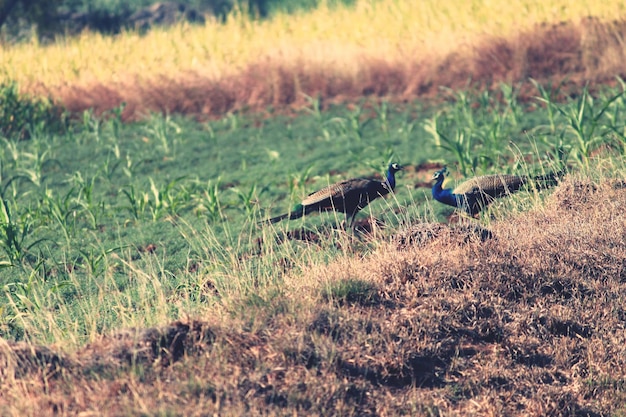 写真 畑の鳥たち