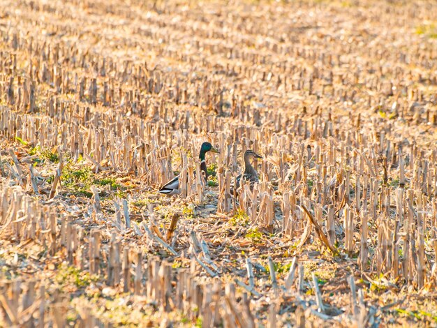 写真 野原の鳥たち