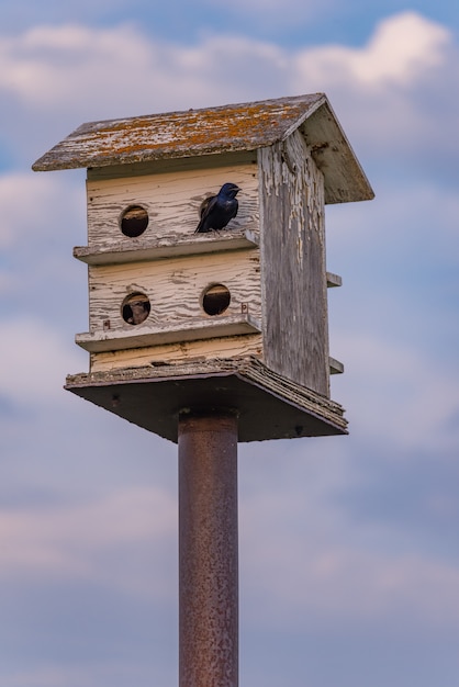 Birds perched on a wooden birdhouse with blue sky and clouds 